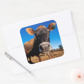 知りたがるジャージーの牛 スクエアシール (封筒)