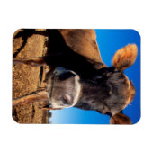 知りたがるジャージーの牛 マグネット (横)