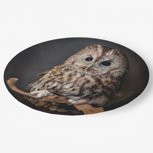 知恵のフクロウの記号 ペーパープレート (アングル)