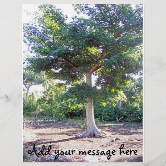 知恵の木 チラシ (裏面)