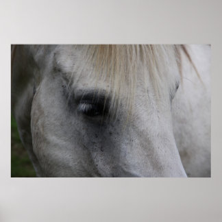 知恵の白い馬の視線 – ポスター