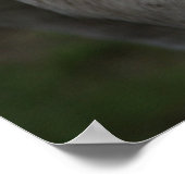 知恵の白い馬の視線 – ポスター (角)