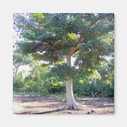 知恵の磁石の木 マグネット (正面)