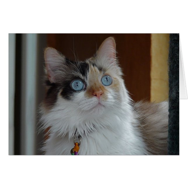 知恵はカードを調べます (正面横)