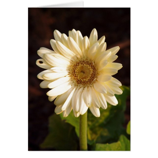 知覚された不完全さ (正面)