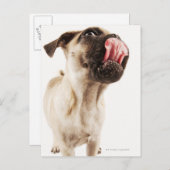 短いマズルの顔を持つ小さな犬 ポストカード (正面/裏面)