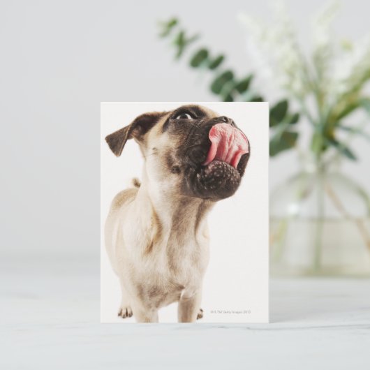 短いマズルの顔を持つ小さな犬 ポストカード (スタンド正面)