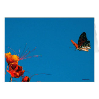 短い最終2nov06 3