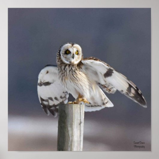 短い耳のフクロウ2 ポスター (正面)