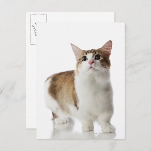 短い足 ポストカード (正面/裏面)