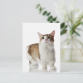 短い足 ポストカード (スタンド正面)