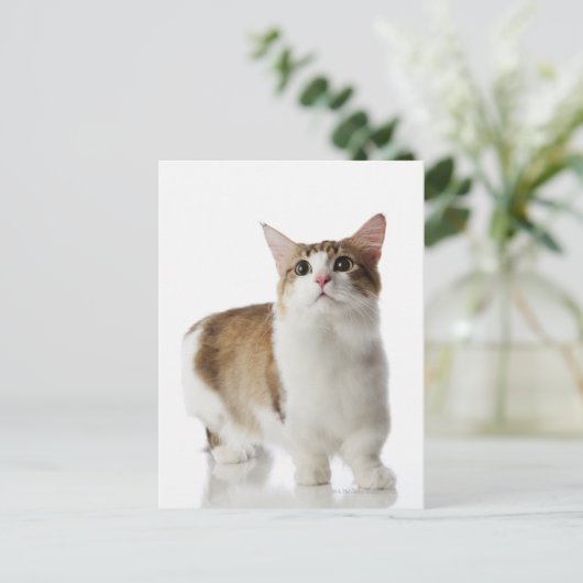 短い足 ポストカード (スタンド正面)