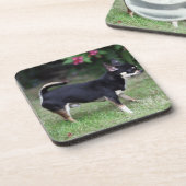 短い髪のチワワの地位 コースター (左側)