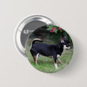 短い髪のチワワの地位 缶バッジ (正面&裏面)