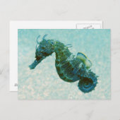 短く引っ張った乗馬 |クリミア（ロシア） ポストカード (正面/裏面)