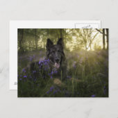 短距離時のドイツの羊飼い犬 ポストカード (正面/裏面)