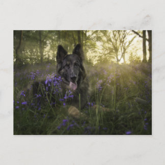 短距離時のドイツの羊飼い犬 ポストカード