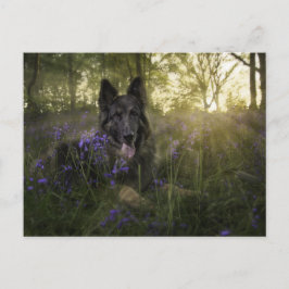 短距離時のドイツの羊飼い犬 ポストカード