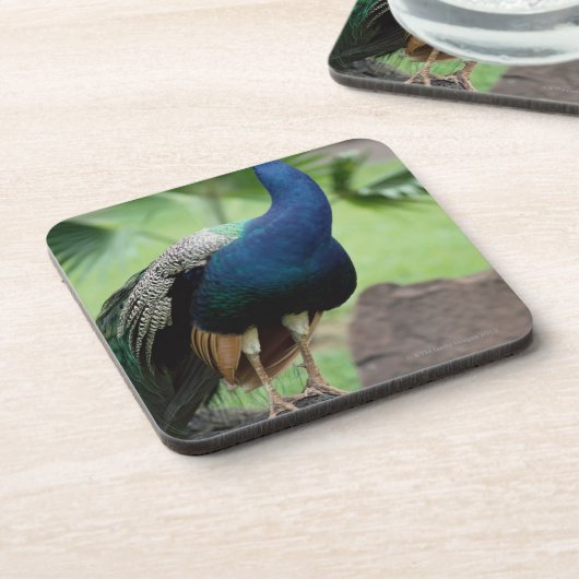 石でとまる孔雀 コースター (左側)