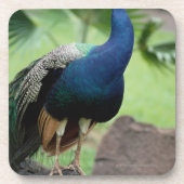 石でとまる孔雀 コースター (正面)