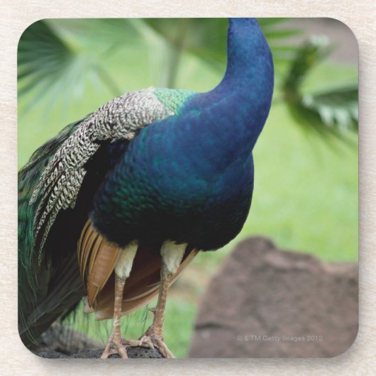 石でとまる孔雀 コースター (正面)