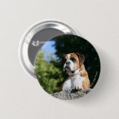 石に置いているボクサー犬 缶バッジ (正面&裏面)