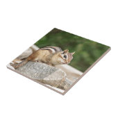 石のシマリス タイル (側面)