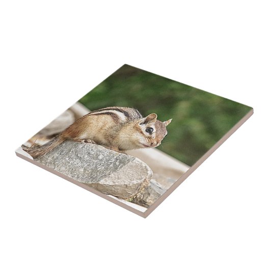 石のシマリス タイル (側面)