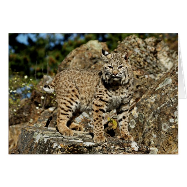 石のボブキャット (正面横)