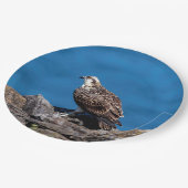 石のミサゴ ペーパープレート (アングル)
