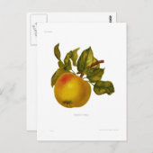 石のリンゴ ポストカード (正面/裏面)