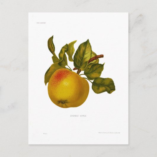 石のリンゴ ポストカード (正面)