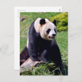 石の上に座っているジャイアントパンダ シーズンポストカード (正面/裏面)