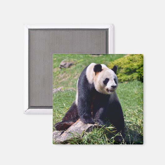 石の上に座っているジャイアントパンダ マグネット (正面/裏面)