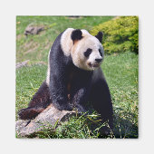 石の上に座っているジャイアントパンダ マグネット (正面)