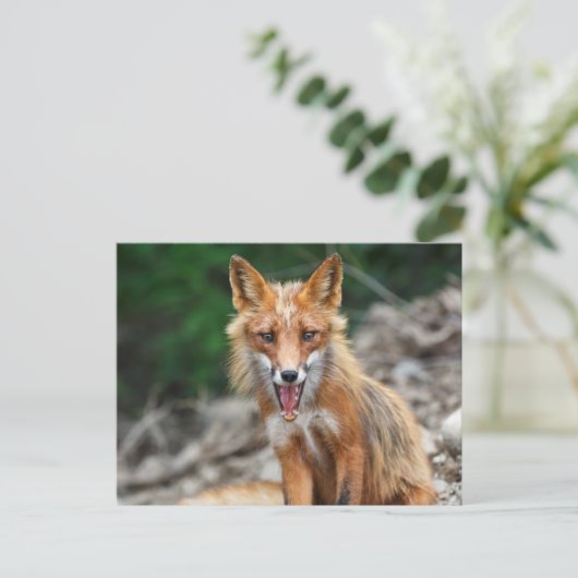 石の上に座っている美しい野生の赤いキツネ ポストカード (スタンド正面)