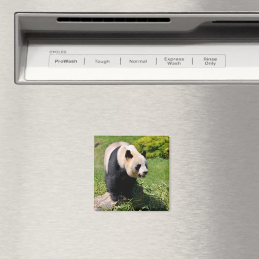 石の上に立つジャイアントパンダ マグネット (インサイチュ (食洗機))