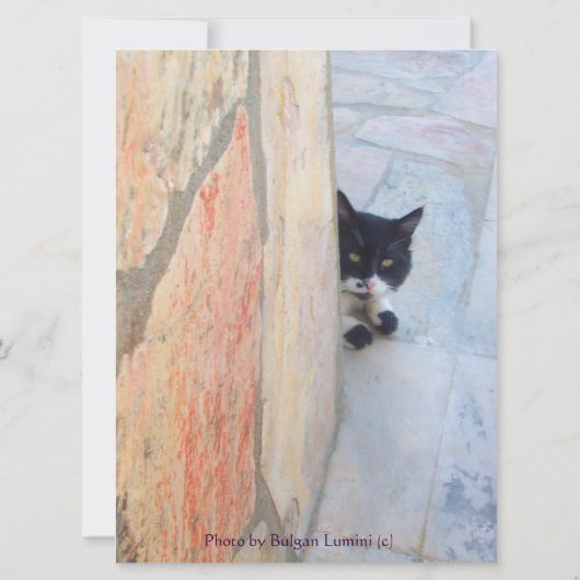 石の壁の後ろの刑事ネコ( (裏面)