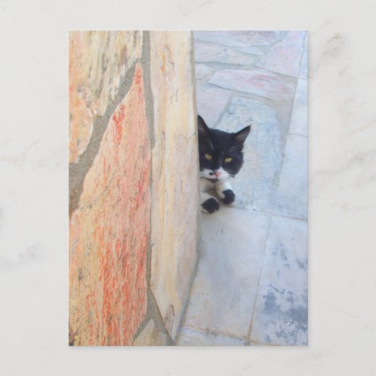石の壁の後ろの探偵猫 / 父の日 ポストカード (正面)