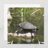 石の招待状のカメ 招待状 (正面/裏面)