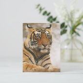 石の王室のなベンガルトラ、Ranthambhor ポストカード (スタンド正面)