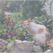 石の瓦礫の上に座る猫 シール (正面)