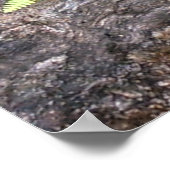 石の間に囲まれたシダ、ロッキーマウンテンNP。 ポスター (角)