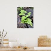 石の間に囲まれたシダ、ロッキーマウンテンNP。 ポスター (キッチン)