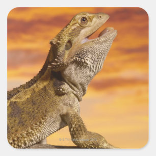 石の髭があるドラゴン(Pogona Vitticeps)、 スクエアシール