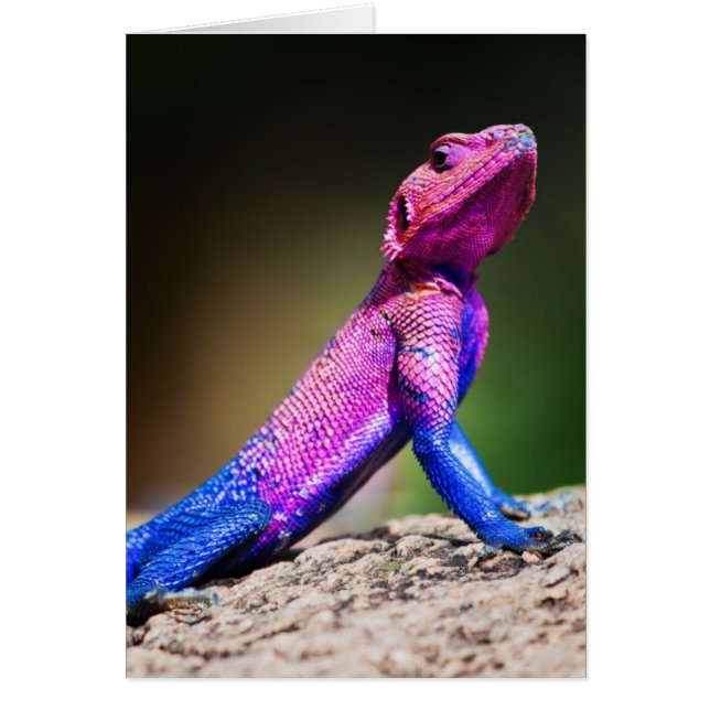 石のMwanzaの頭部の平らなAgama (正面)