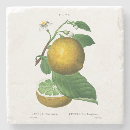 石コースター：ぶどう：レッドテ ストーンコースター (正面)