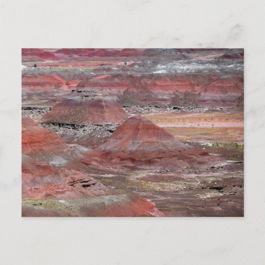 石化された森2 ポストカード (正面)