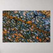 石化した恐竜の骨 ポスター (正面)