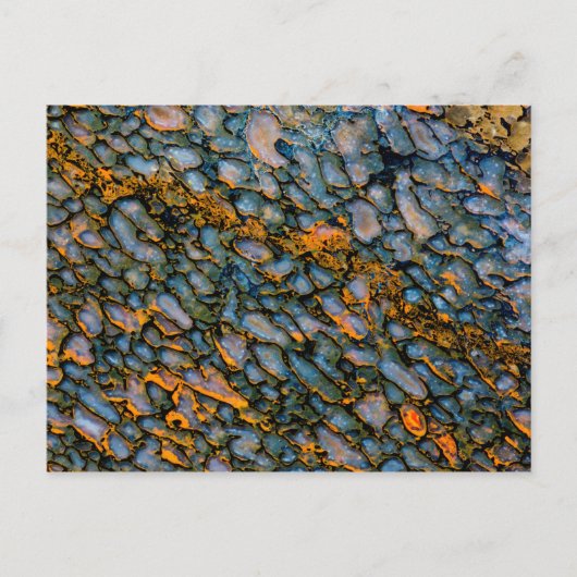 石化した恐竜の骨 ポストカード (正面)